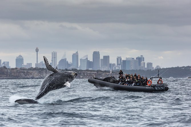 Sydney Whale-Watching by Speed Boat - What you actually do on the water: Bridge, Opera House, Harbour, Ocean Extreme