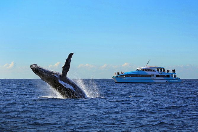 Sydney Whale Watching Cruise from Circular Quay - On-Board Comfort and Sea Sickness: What to Do Before You Leave the Wharf