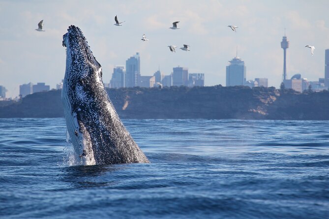 Sydney Whale Watching Cruise from Circular Quay - Deck Etiquette and Photo Space: How to Avoid the Rail Crowd Problem