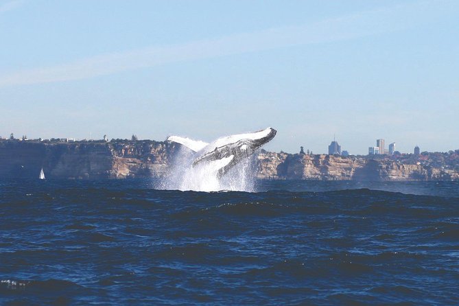 Sydney Whale Watching Cruise from Circular Quay - Whales You’re Likely to See: Humpbacks, Southern Right, and the Stars of the Season