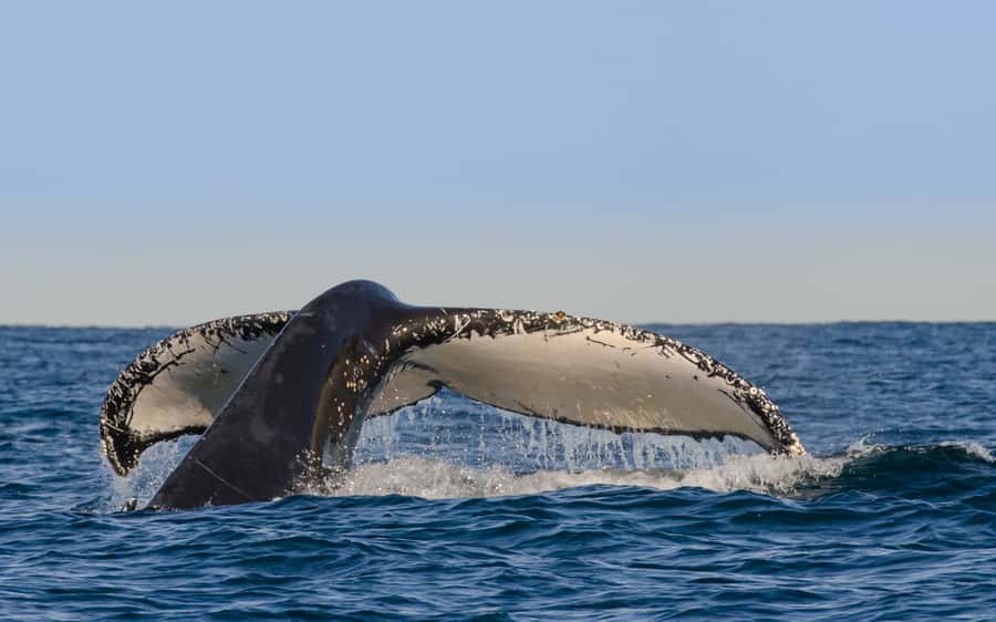 Sydney Whale Watching Cruise with Breakfast or Lunch - Where You Board at Circular Quay, and What That Sets Up