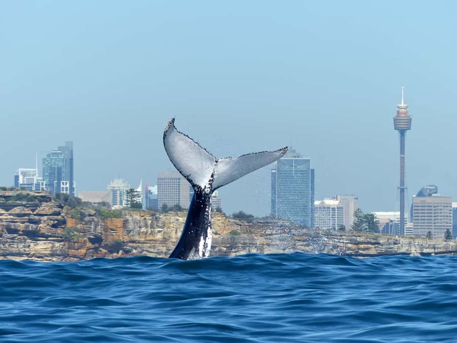 Sydney Whale Watching Cruise with Breakfast or Lunch - The 4-Hour Structure: Harbour Sights, Lunch, Then Whale Time