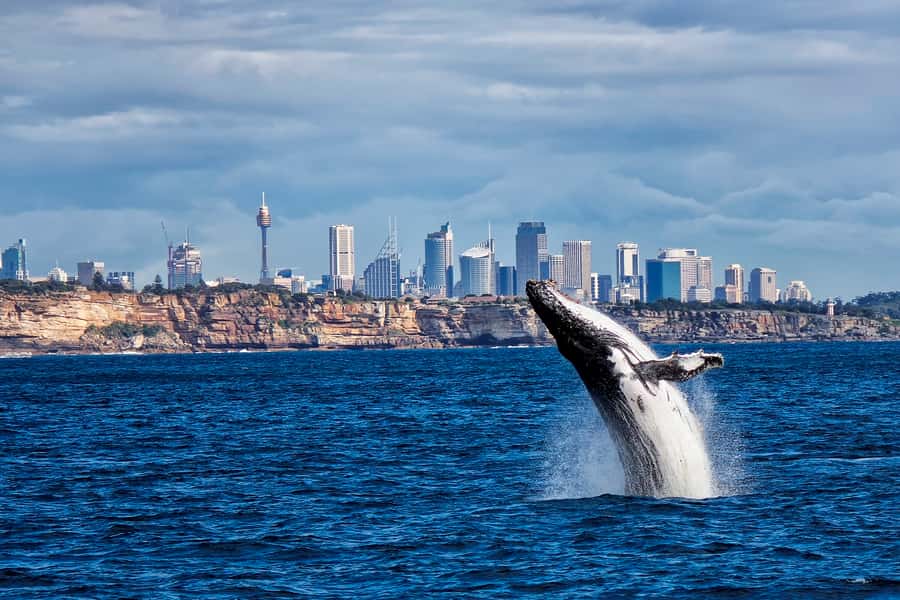 Sydney Whale Watching Cruise with Breakfast or Lunch - Whale Watching in Sydney: Seasonality That Actually Matters