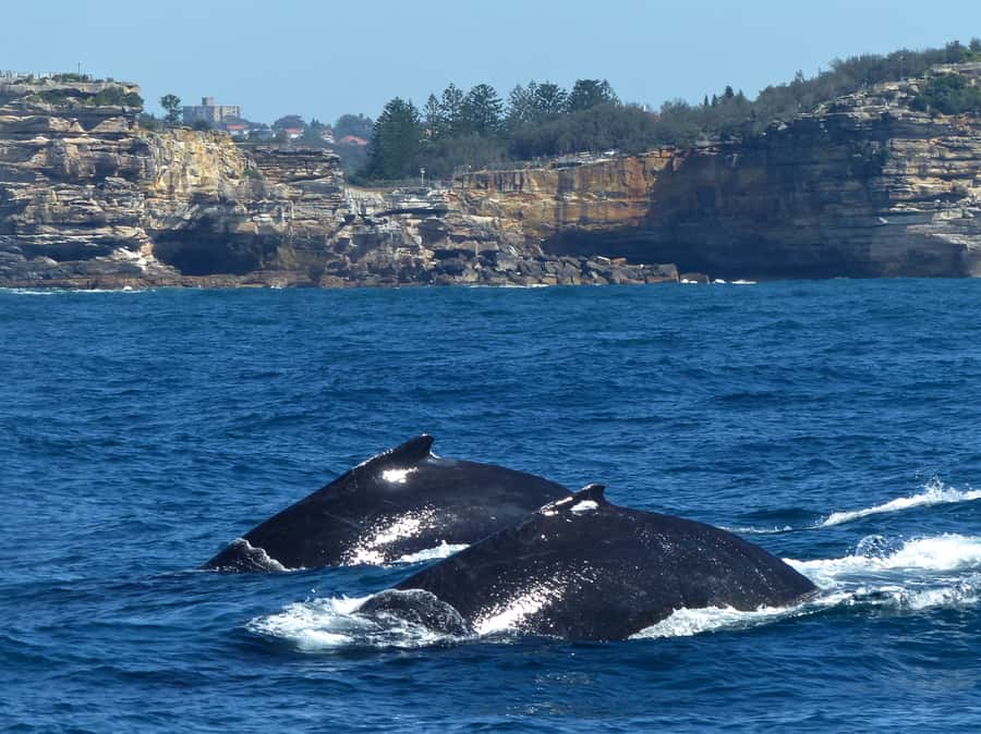 Sydney Whale Watching Cruise with Breakfast or Lunch - The Guides and Crew: Why the Commentary Changes Everything