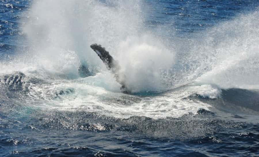 Sydney Whale Watching Cruise with Breakfast or Lunch - Price and Value: Does $70 Buy You What Matters?