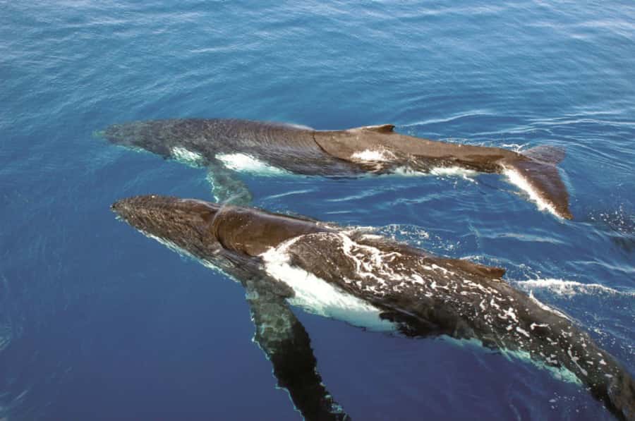 Sydney Whale Watching Cruise with Breakfast or Lunch - Who Should Book, and Who Should Rethink It