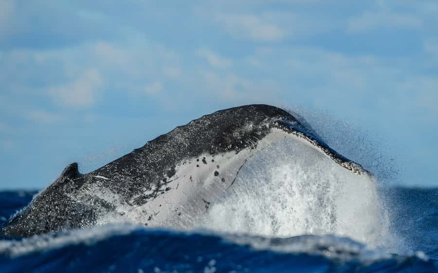 Sydney Whale Watching Cruise with Breakfast or Lunch - My Bottom Line on Sydney Princess Cruises Whale Watching