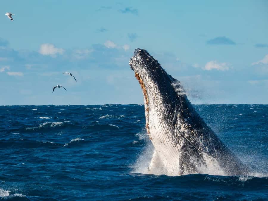 Sydney Whale Watching Cruise with Breakfast or Lunch - Breakfast on Weekends and BBQ Lunch Most Days