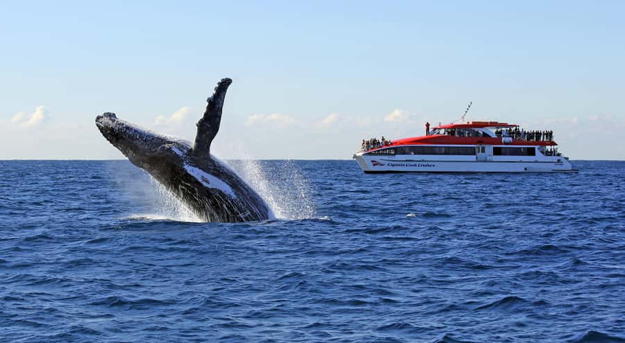 Sydney: Whale Watching & Wildlife Cruise - Key Highlights You’ll Actually Care About