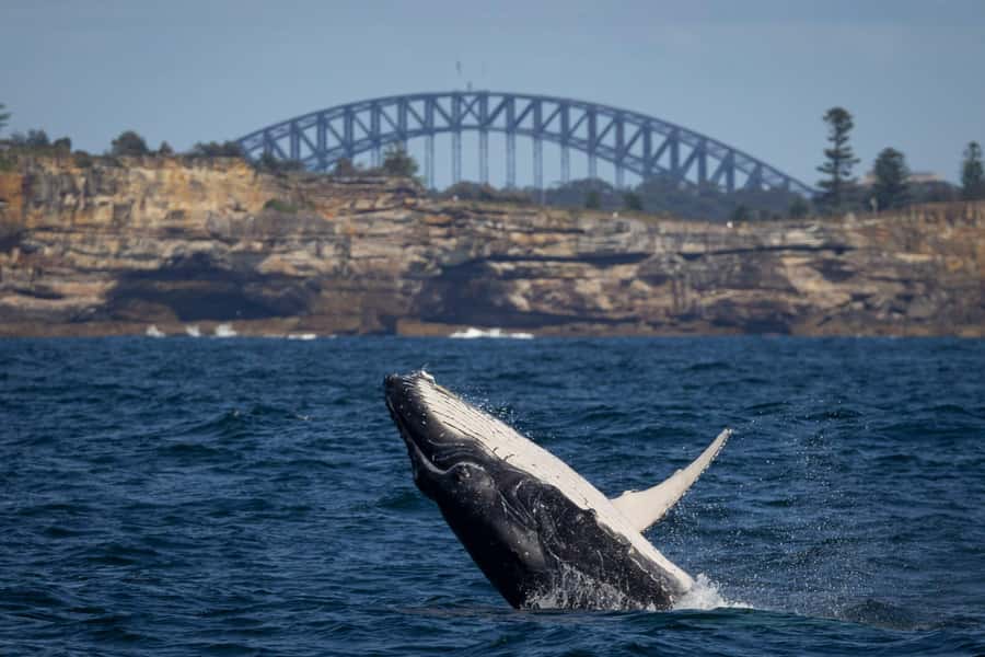 Sydney: Whale Watching & Wildlife Cruise - Circular Quay Wharf 6 Check-In: Start Point, Timing, and What It Means