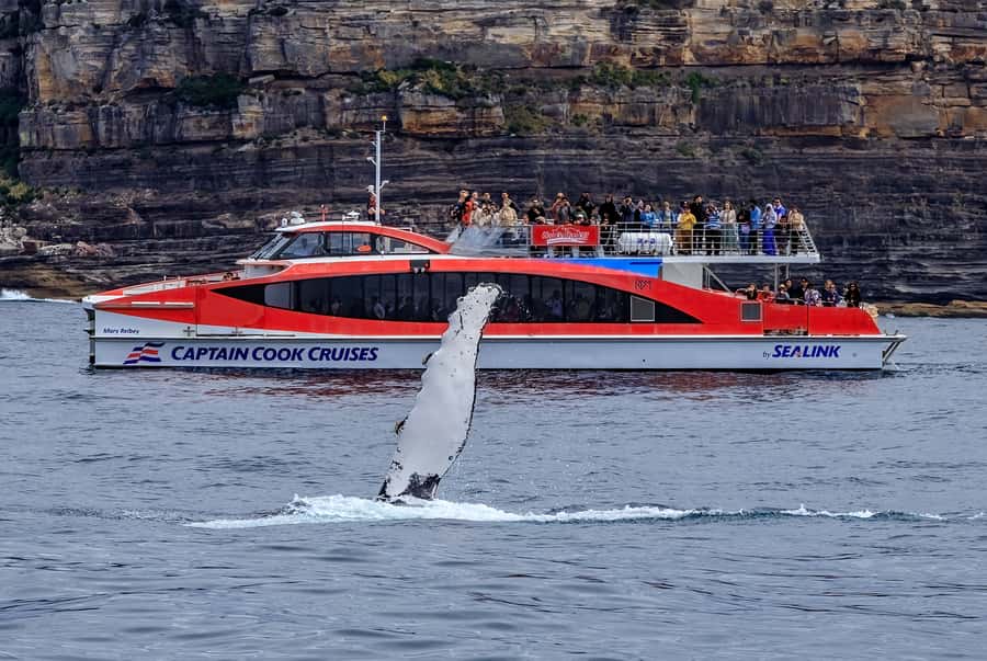 Sydney: Whale Watching & Wildlife Cruise - Beyond Whales: The Wildlife Mix in Sydney’s Cold Months