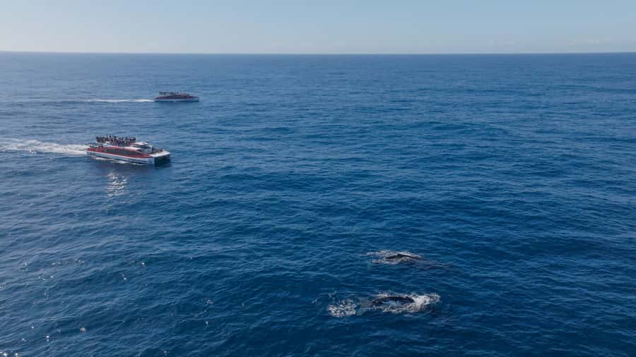 Sydney: Whale Watching & Wildlife Cruise - Logistics That Matter Once You’re There