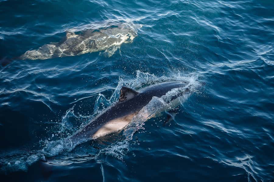 Sydney: Whale Watching & Wildlife Cruise - Should You Book This Whale Watching Cruise?