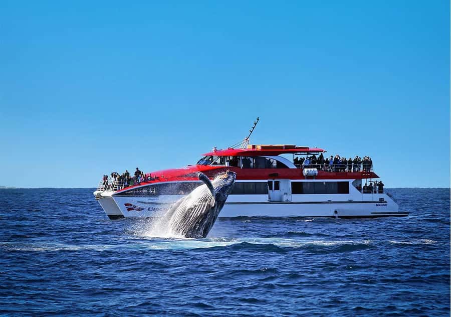 Sydney: Whale Watching & Wildlife Cruise - Cruising Sydney Harbour’s Entrance: How the Whale Hunt Works