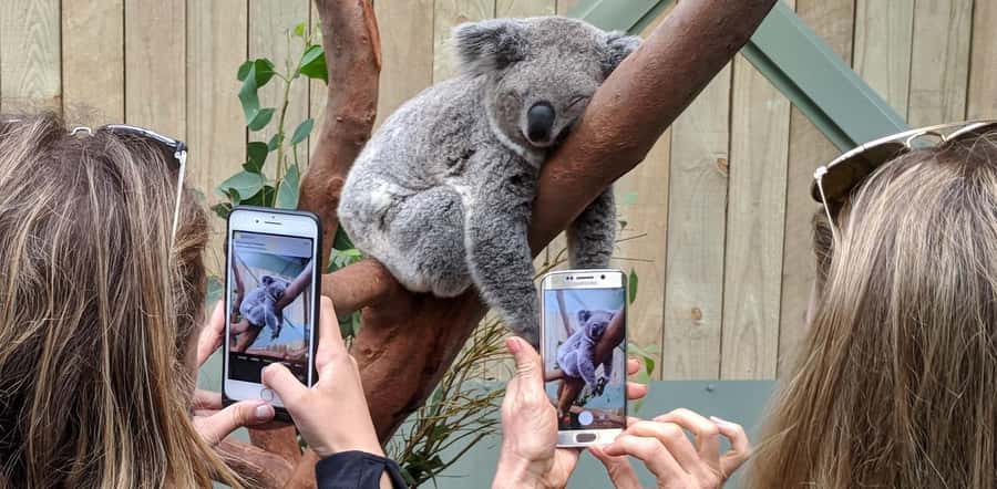Sydney: Wildlife, Waterfalls and Wine Small Group Tour - Key things that make this tour worth your time