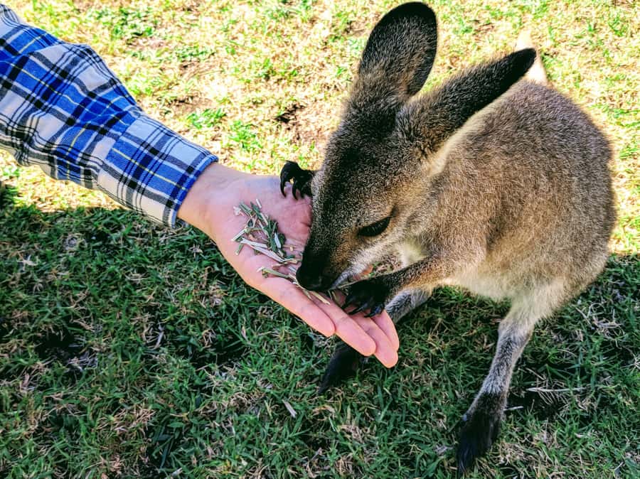 Sydney: Wildlife, Waterfalls and Wine Small Group Tour - Starting at Circular Quay, and why the 7:30am plan matters