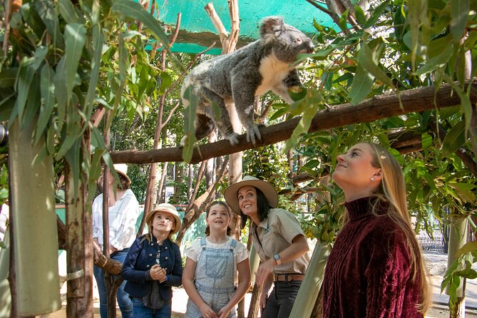 Tamborine Mountain TreeTop Challenge Adventure Park - Small planning tips that make the course feel easier