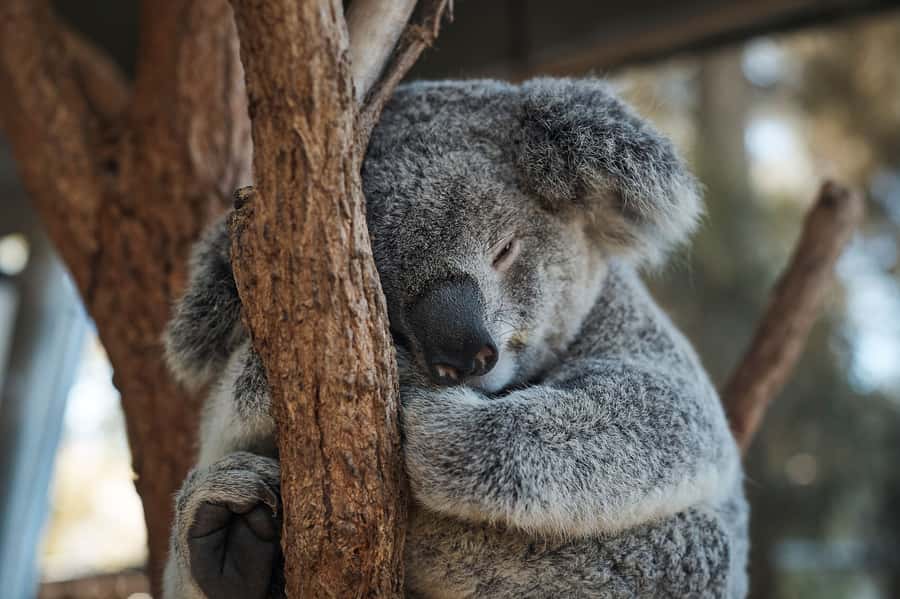 Taronga Zoo Aussie Backyard Adventure - Key points to know before you go