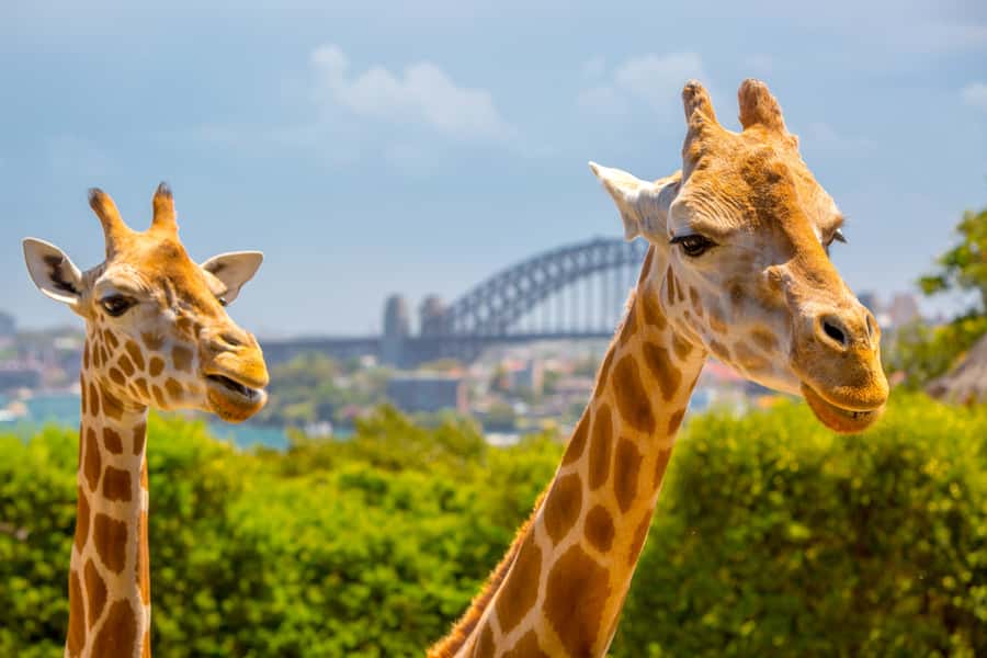 Taronga Zoo Aussie Backyard Adventure - Taronga Zoo Sydney Aussie Backyard Adventure, at a glance