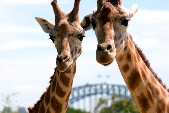 Taronga Zoo Entry & Return Ferry - Sydney Harbour - Entering Taronga Zoo: a self-paced day with real structure