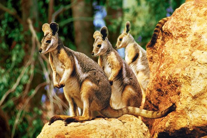 Taronga Zoo Entry & Sydney Harbour 2-Day Hop On Hop Off Cruise - Key takeaways