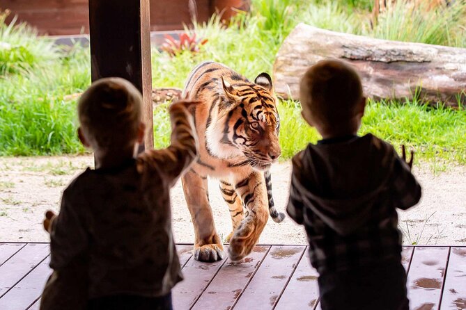 Taronga Zoo + Ferry Return Ticket - Taronga Zoo + Harbour Hopper, what your ticket really buys
