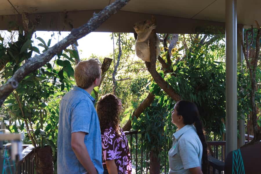 Taronga Zoo Sydney Wild Australia Experience - Key highlights worth planning for