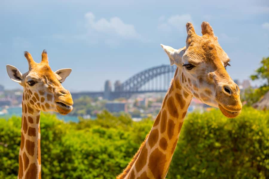 Taronga Zoo Sydney Wild Australia Experience - Your 2-hour Wild Australia game plan at Taronga Zoo