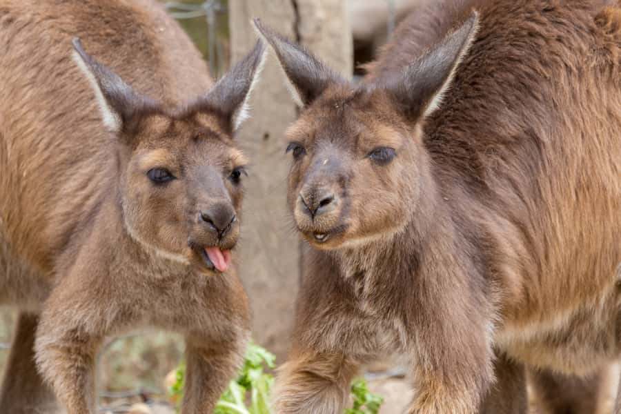Taronga Zoo Sydney Wild Australia Experience - Working kitchen access: how animal meals are really handled
