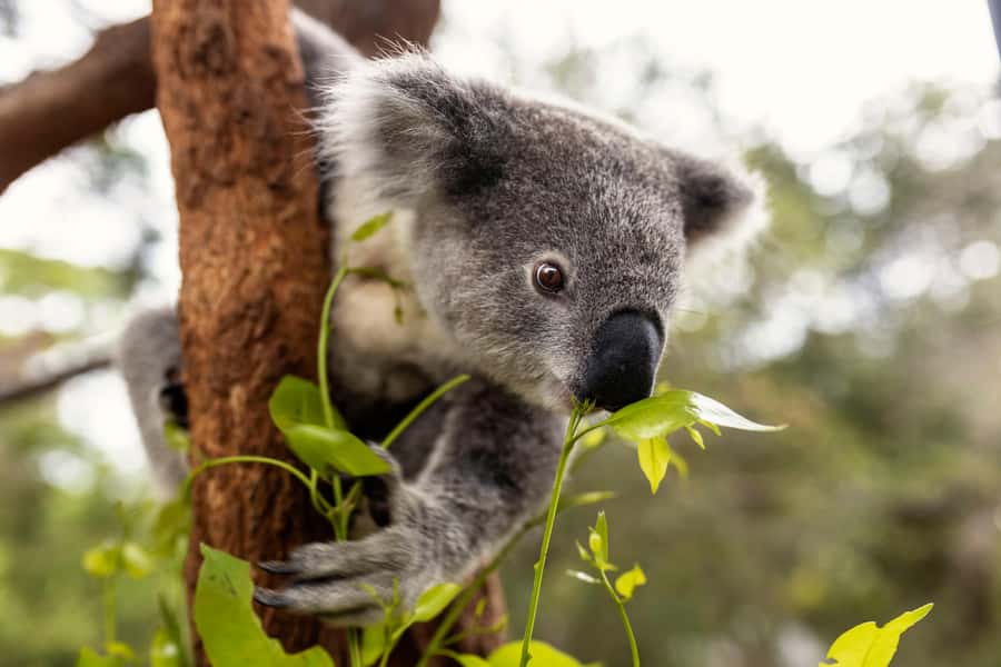 Taronga Zoo Sydney Wild Australia Experience - Getting the most out of 2 hours: shoes, pacing, and prep