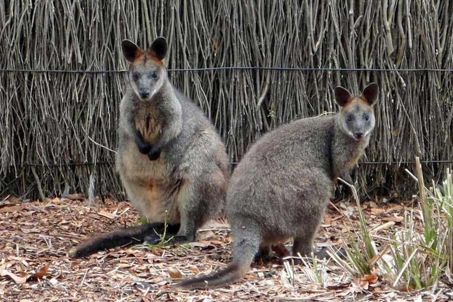 Taronga Zoo Sydney Wild Australia Experience - Who should book this Taronga Zoo experience