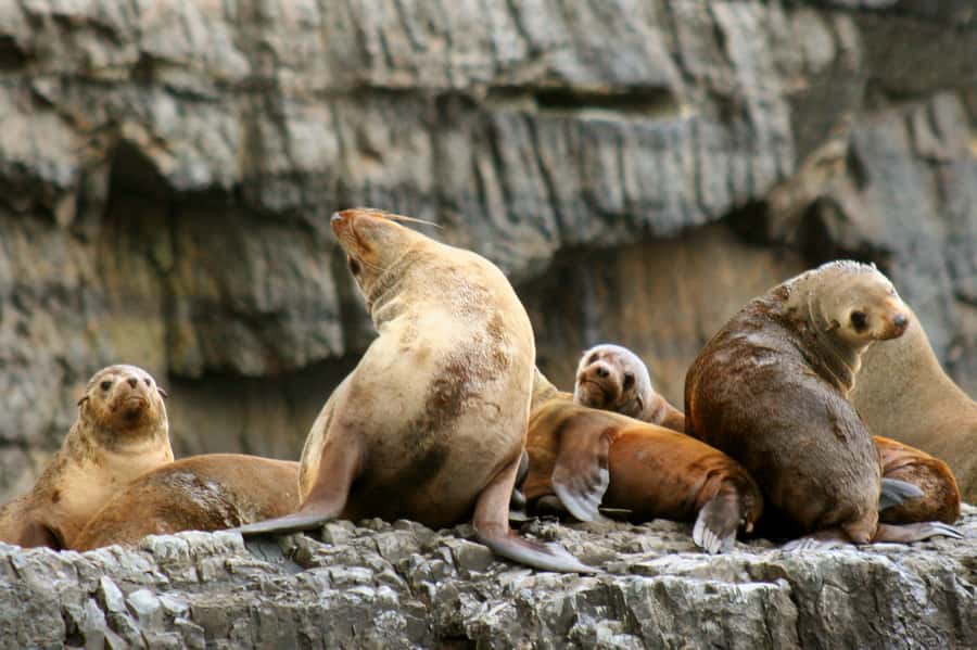 Tasman Peninsula Day Trip with Cruise & Devils from Hobart - Coach Ride and Port Arthur Direction, Without the Stress