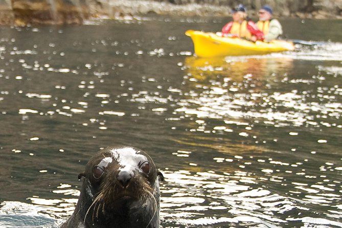 Tasman Peninsula full day kayaking tour - Key reasons this kayaking day is worth it