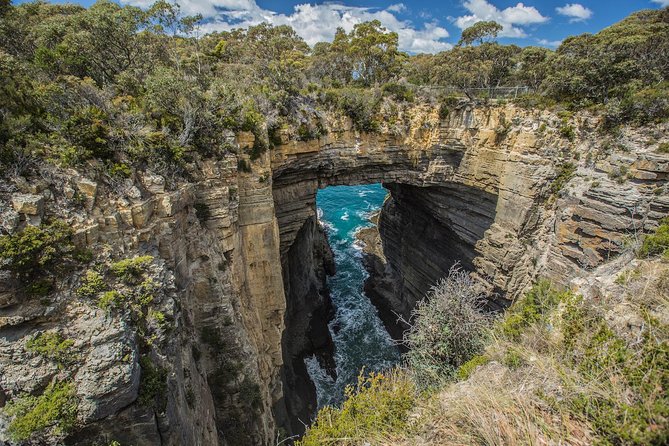 Tasman Peninsula Wilderness Cruise from Port Arthur - Wildlife spotting on the Tasman Peninsula, and what to actually look for
