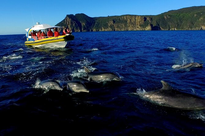 Tasman Peninsula Wilderness Cruise from Port Arthur - Price and value: is $129.10 per person worth it?