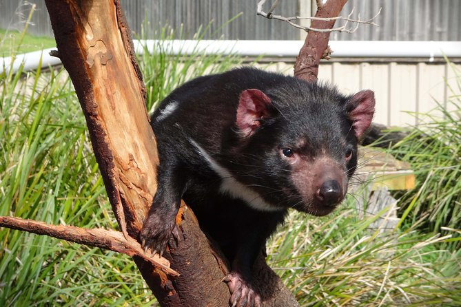 Tasmania 5 Day East Coast Tour - Price and value: what you’re really paying for
