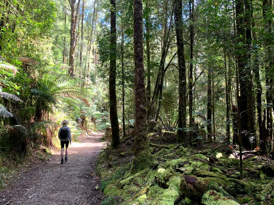 Tasmania: 7-Day West to East Tour - Day 4: Launceston’s Cataract Gorge, wallaby chances, and the Bay of Fires to Bicheno