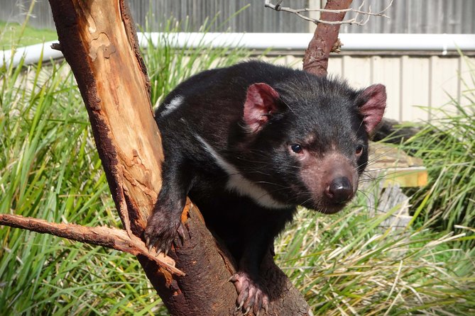 Tasmania 8 Day - Tour in Circle - Price and Value: What $2,721.94 Really Covers