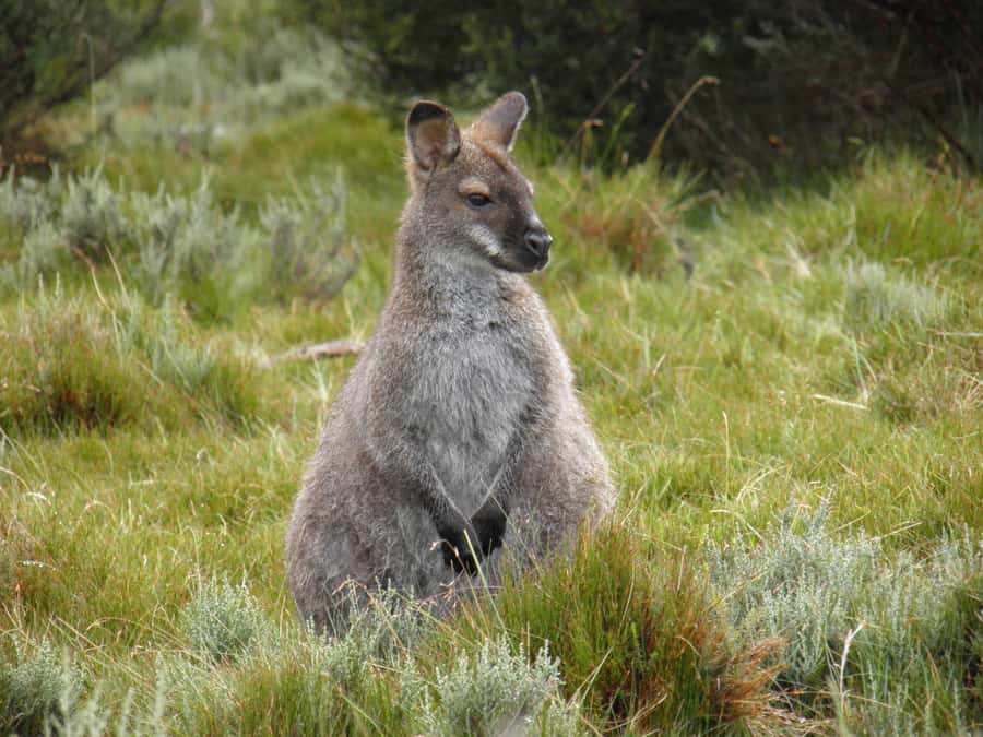 Tasmania: Wilderness and Wildlife Guided 6-Day Tour - Day 3: Cradle Mountain hikes, Dove Lake circuit and Marion’s Lookout