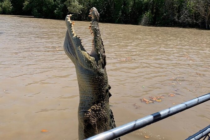 The Croc Bus to the Famous Jumping Crocodile Cruise - Key things to know before you book