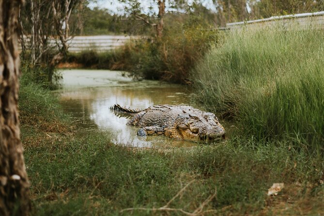 Top End Safari Camp Day Tour - Croc-Safe Pool Time: Cooling Off After the Adrenaline