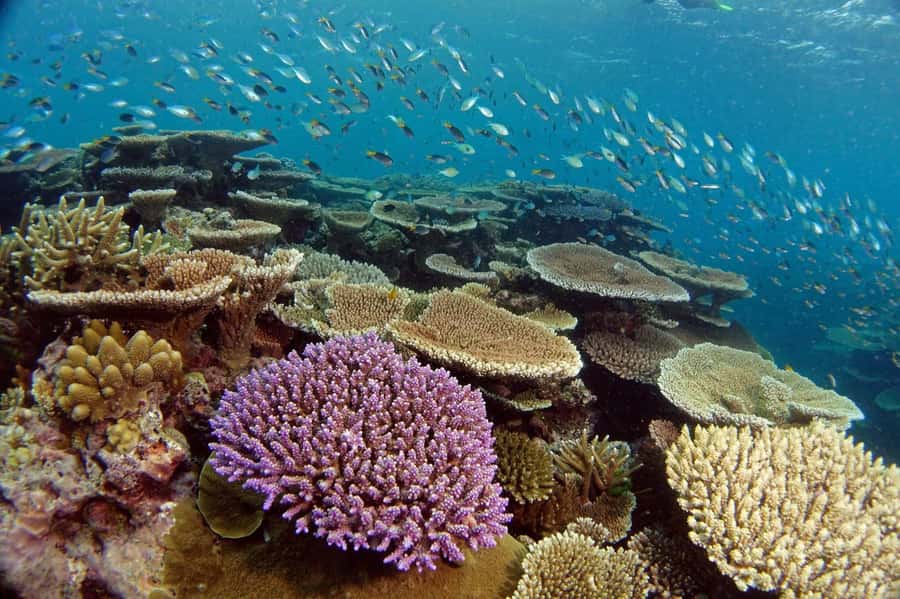 Townsville & Magnetic Island: MOUA & Great Barrier Reef Trip - Townsville or Nelly Bay pickup, and why it matters