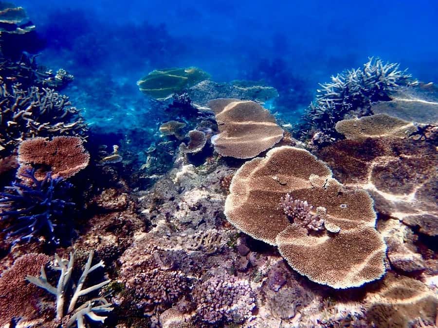 Townsville & Magnetic Island: MOUA & Great Barrier Reef Trip - MoUA at John Brewer Reef: underwater art that also teaches