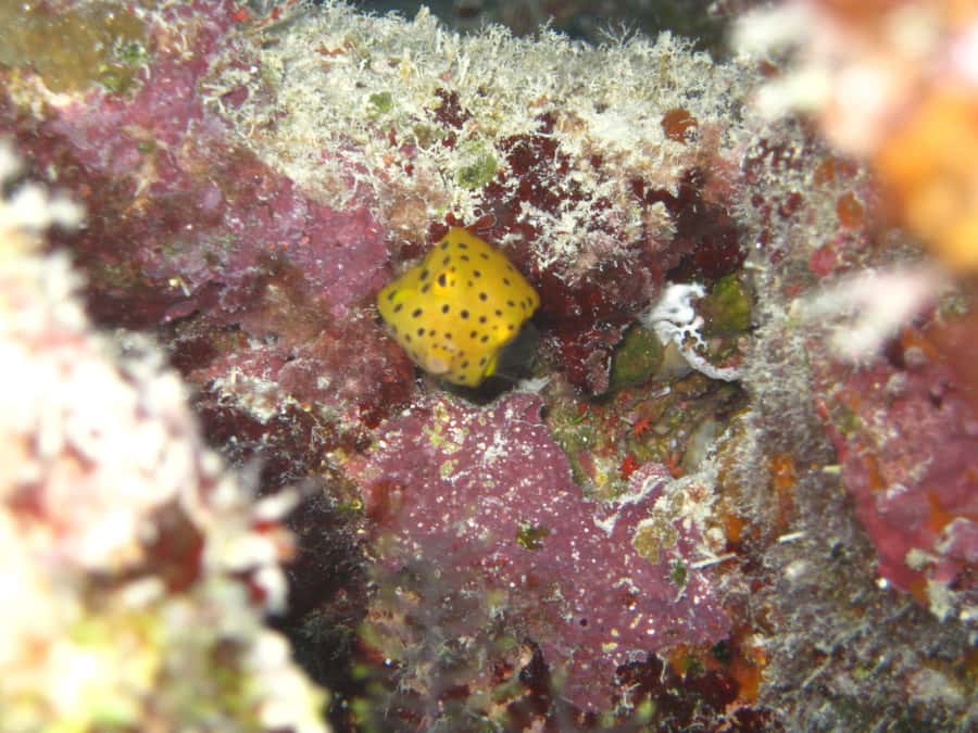 Townsville & Magnetic Island: MOUA & Great Barrier Reef Trip - Central Section reef snorkeling: what you’ll likely spot