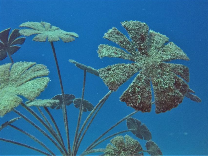 Townsville & Magnetic Island: MOUA & Great Barrier Reef Trip - Diving option: certified scuba, first-timer rules, and safety first