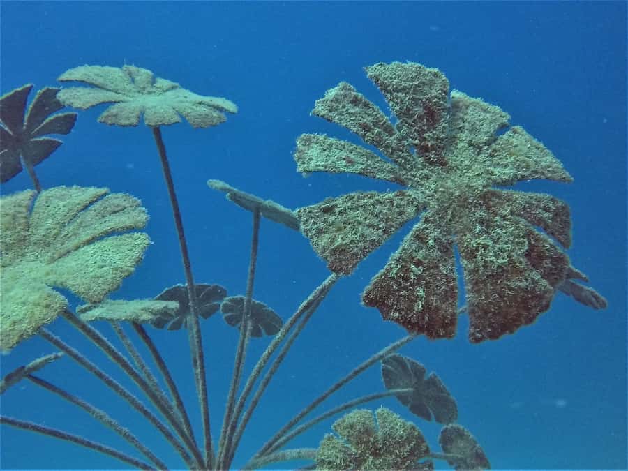 Townsville & Magnetic Island: MOUA & Great Barrier Reef Trip - Reef management and protection talks: why this day feels purposeful