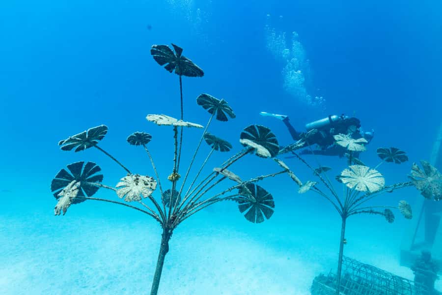 Townsville & Magnetic Island: MOUA & Great Barrier Reef Trip - What’s included: meals, tea, and the value of not having to rent gear