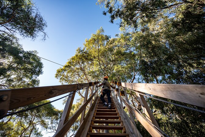 Tree Top Activity for Thrill Seekers and Adventurers in Adelaide - What you’re really signing up for: 5 courses in the tree-tops