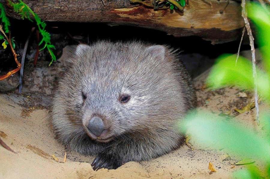 Triabunna: Maria Island and Ile Des Phoques Day Trip by Boat - Key things to know before you go