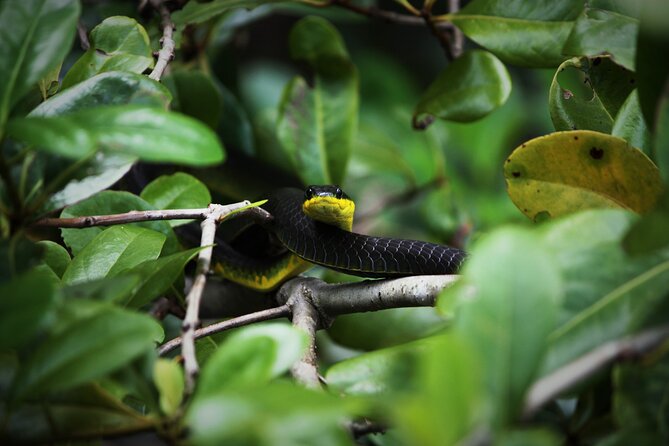 Ultimate Daintree Rainforest Wildlife Experience Cruise - Key Things to Know Before You Go